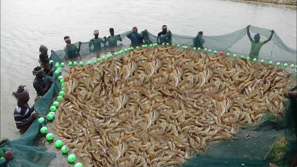 Số hóa sau thu hoạch: yếu tố thay đổi cuộc chơi đối với ngành nuôi trồng thủy sản của Ấn Độ