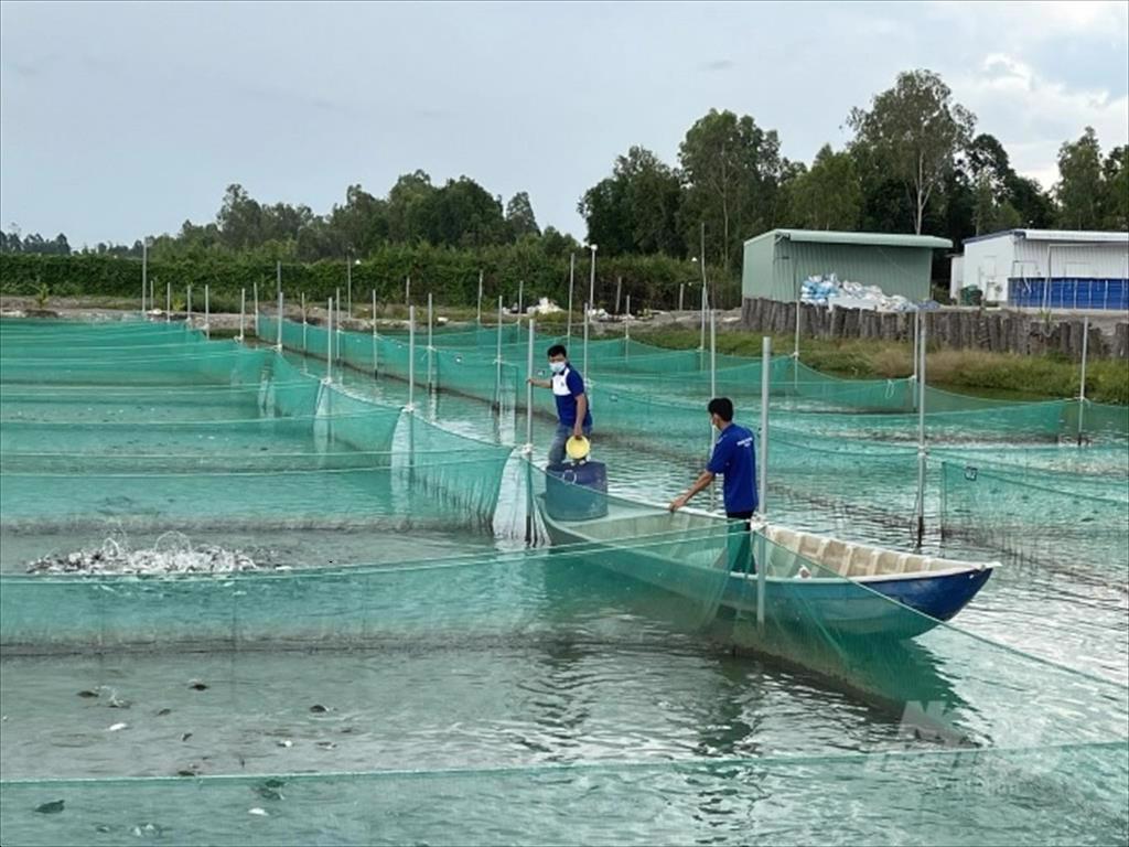 Chọn lựa, nghiên cứu chuyên sâu một số giống cá có giá trị kinh tế cao