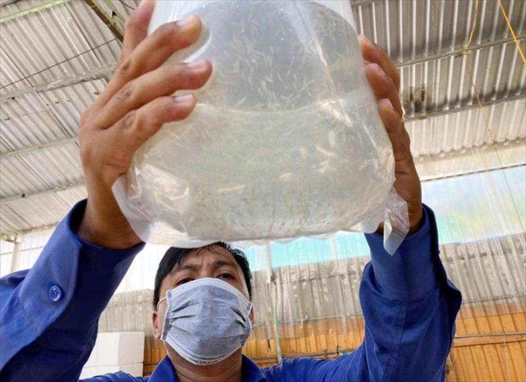 Phòng chống nắng nóng cho tôm nuôi