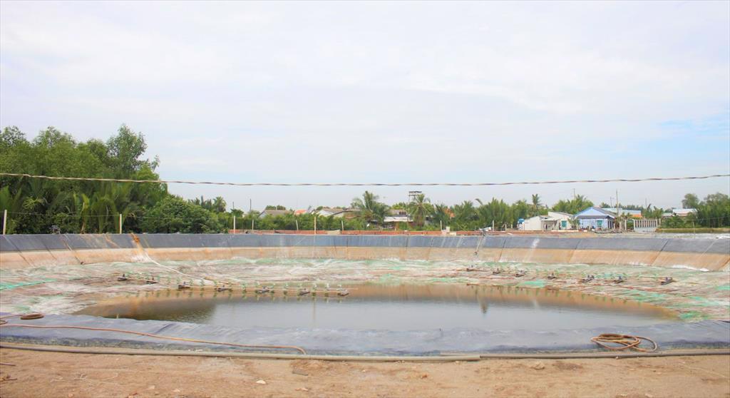 Thả nuôi tôm theo yêu cầu thị trường