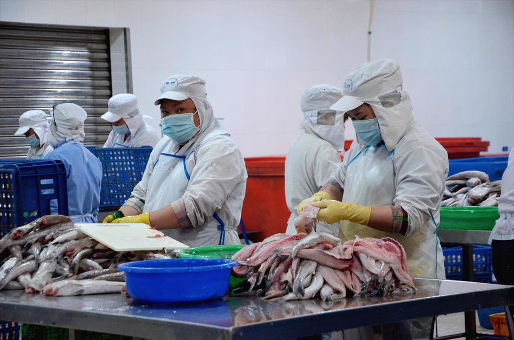 Bà Rịa - Vũng Tàu: Nguy cơ thiếu nguyên liệu cho nhà máy thủy sản