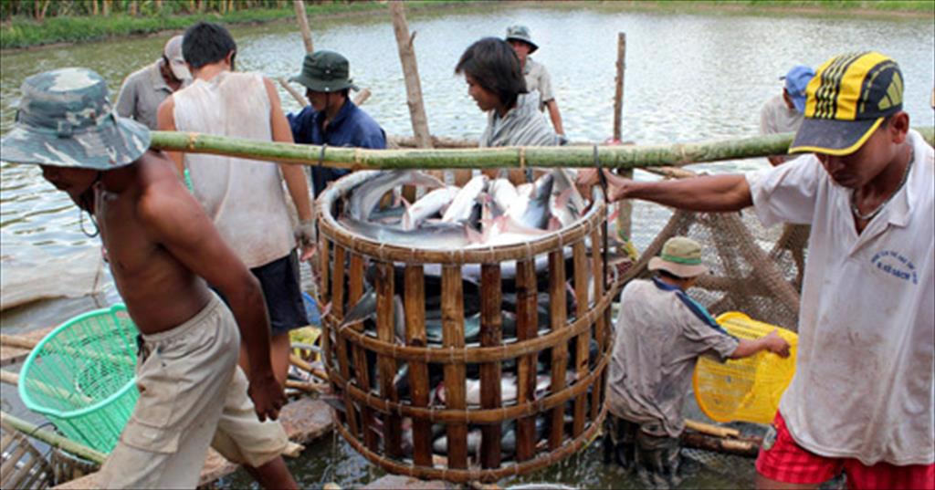 Giá cá tra nguyên liệu giảm dưới giá thành