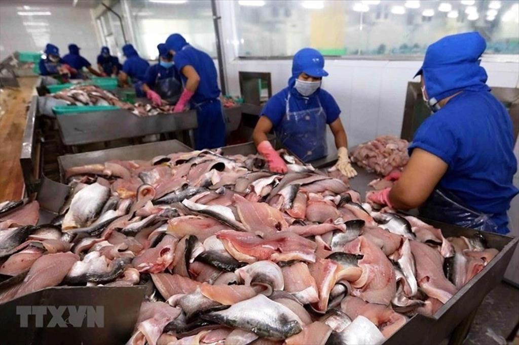 Cơ hội xuất khẩu cá tra tăng mạnh, nhưng chế biến gặp khó khăn