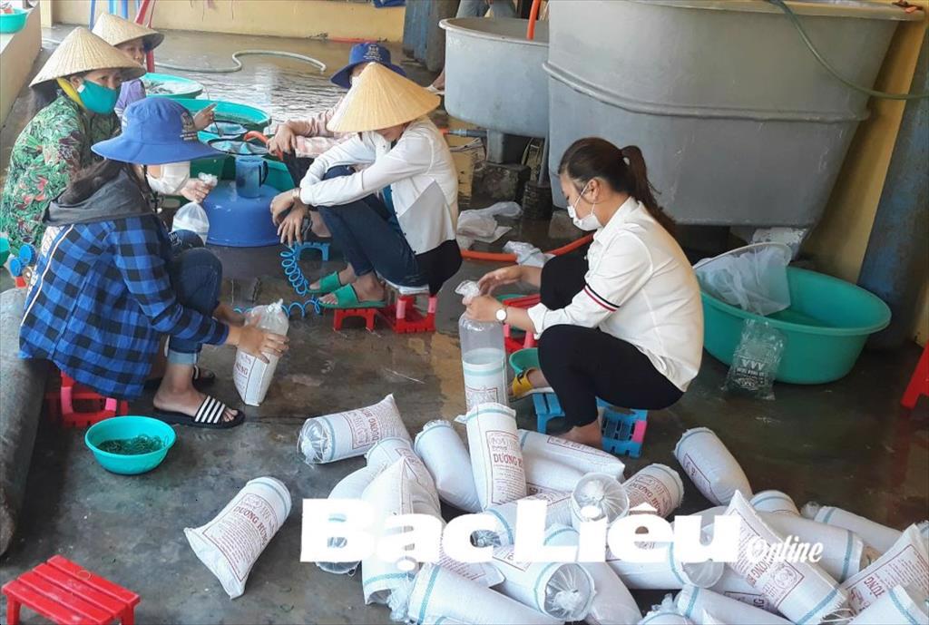 Tháo gỡ khó khăn trong tiêu thụ tôm giống Không để chuỗi sản xuất bị gãy