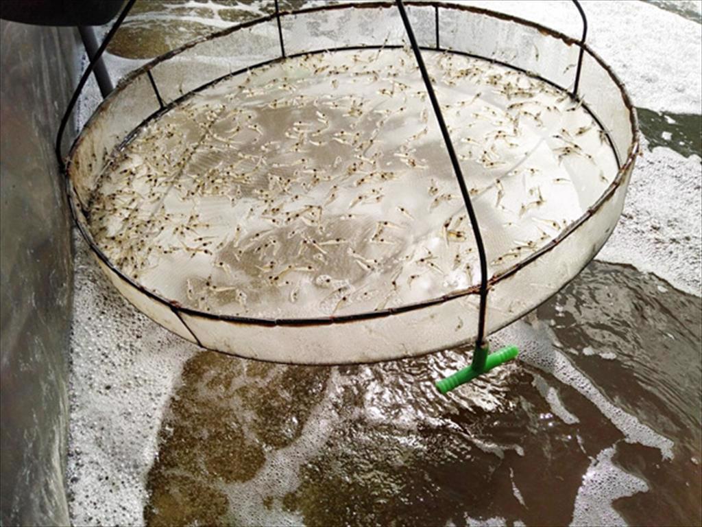 Mỹ Xuyên (Sóc Trăng): Nuôi luân canh tôm - lúa kết hợp ương tôm trong bể nổi lót bạt