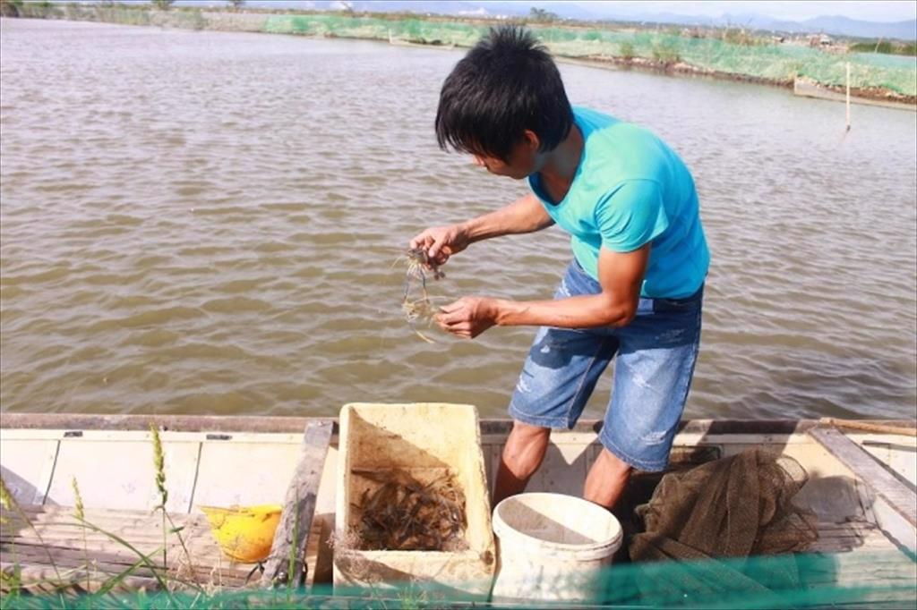 Chuyển đất lúa kém hiệu quả nuôi tôm càng xanh