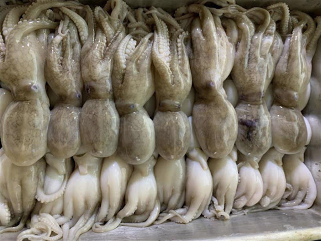 Export of processed octopus to Korea continues to increase