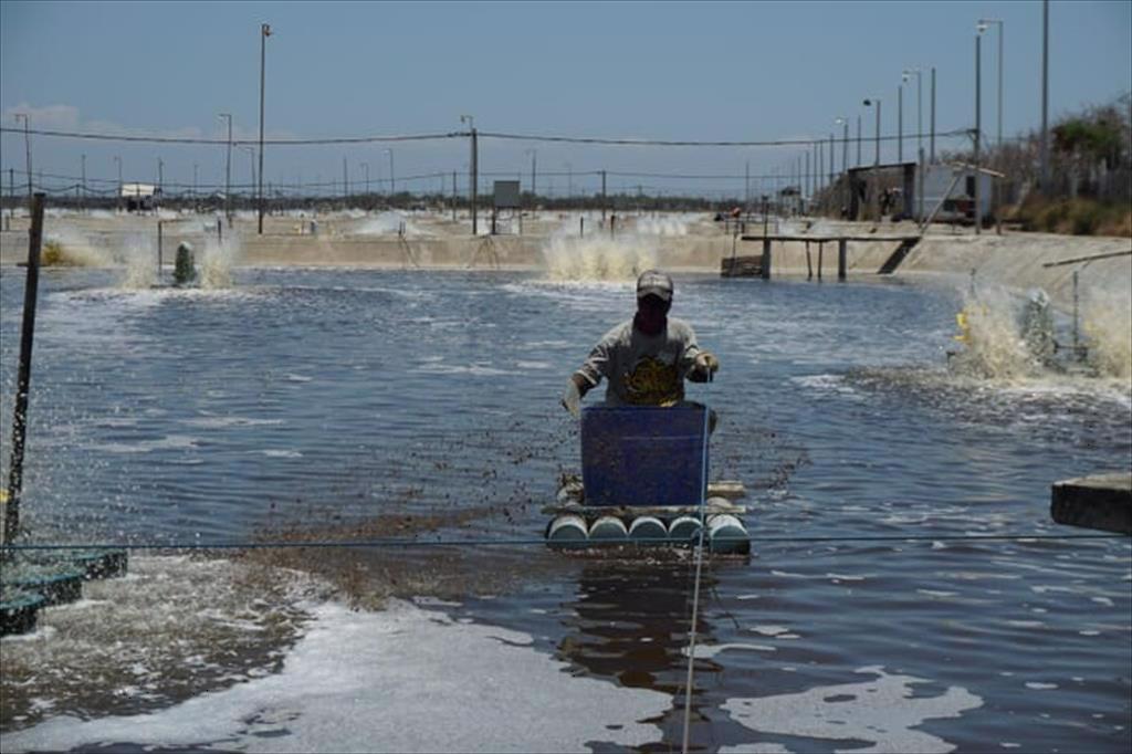 Indonesia: Giá tôm tiếp tục giảm trong tuần 33