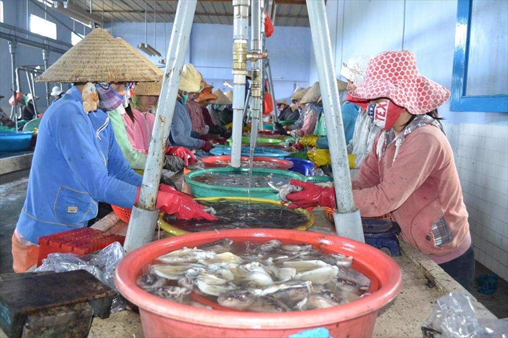 Quảng Ngãi: Ngành sản xuất, chế biến hải sản ngưng trệ vì Covid-19