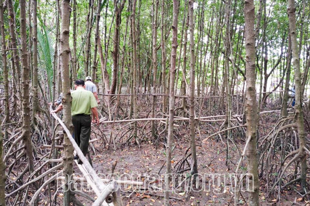 Sóc Trăng: Phát triển nuôi thủy sản dưới tán rừng ngập mặn