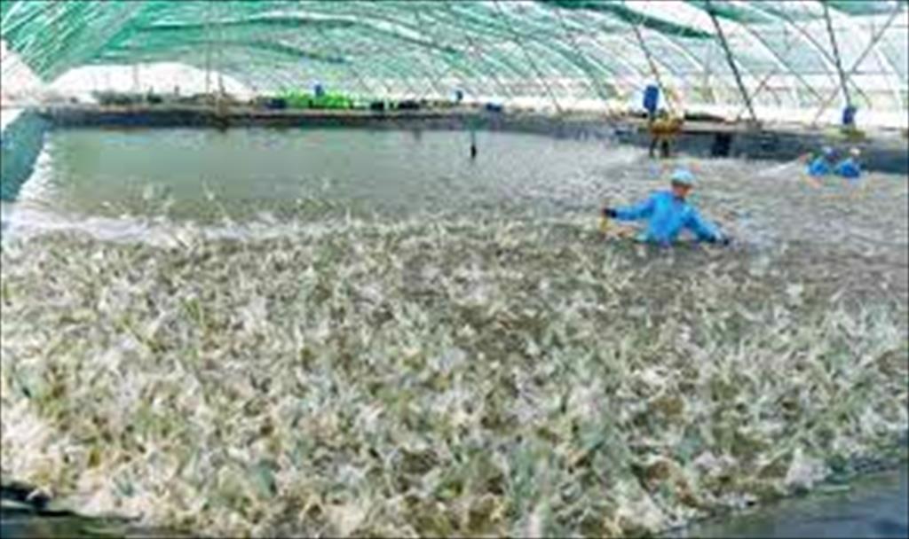 Soc Trang, Ca Mau, Bac Lieu lead in Vietnam shrimp exports