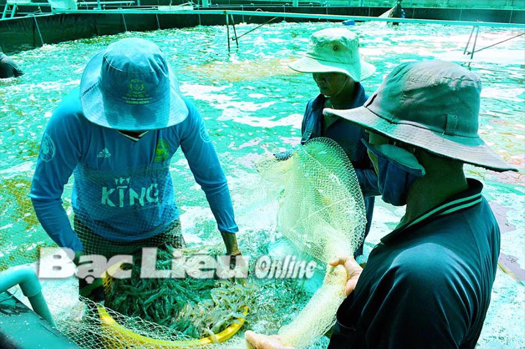 Cần có chính sách bình ổn giá tôm