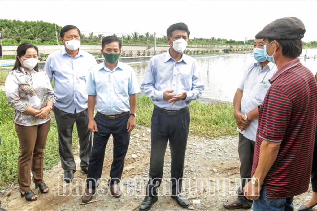 Trần Đề (Sóc Trăng): Sản xuất, tiêu thụ tôm nuôi nước lợ khá ổn định