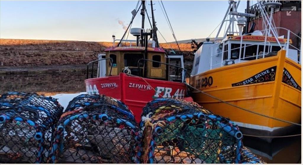 Anh: Xuất khẩu thủy sản sang EU giảm trong nửa đầu năm nay do Covid và Brexit 