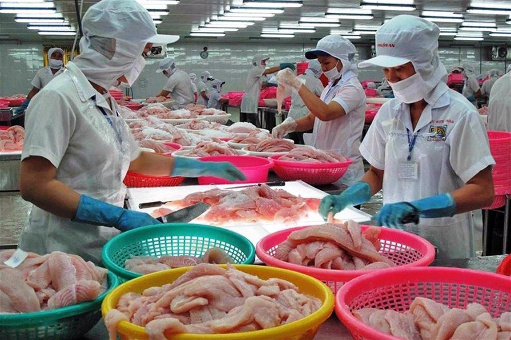 Xuất khẩu cá tra khởi sắc, cần mở nút thắt để doanh nghiệp sản xuất