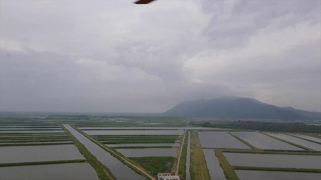 Ecuador: Giá tôm nguyên liệu tăng trong tuần 34