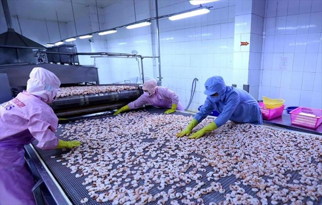 Đơn hàng từ Mỹ, Nhật Bản bay về tới tấp, giá tôm xuất khẩu tăng, doanh nghiệp vẫn bất lực