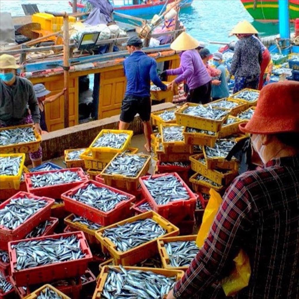 Bình Định: Ngư dân Nhơn Lý khai thác trúng đậm cá nục