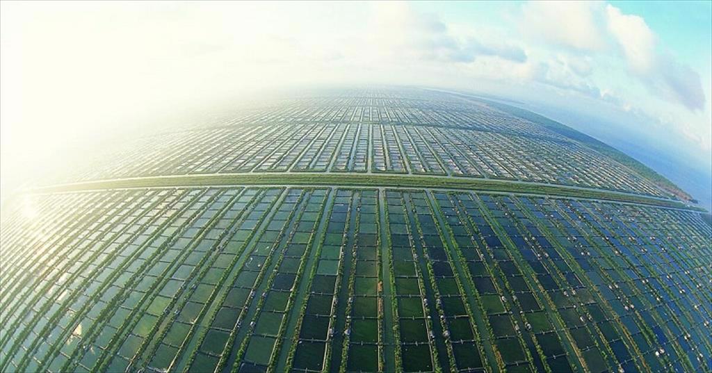 Indonesia: Giá tôm chân trắng nguyên liệu tăng trong tuần 36 