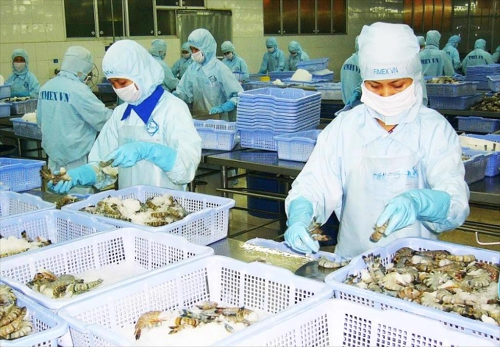 Lo thiếu tôm nguyên liệu cuối năm