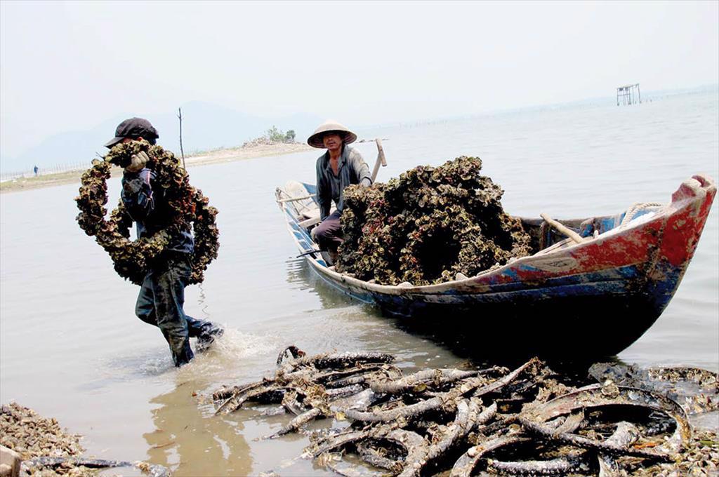 Nuôi hàu theo công nghệ thân thiện môi trường