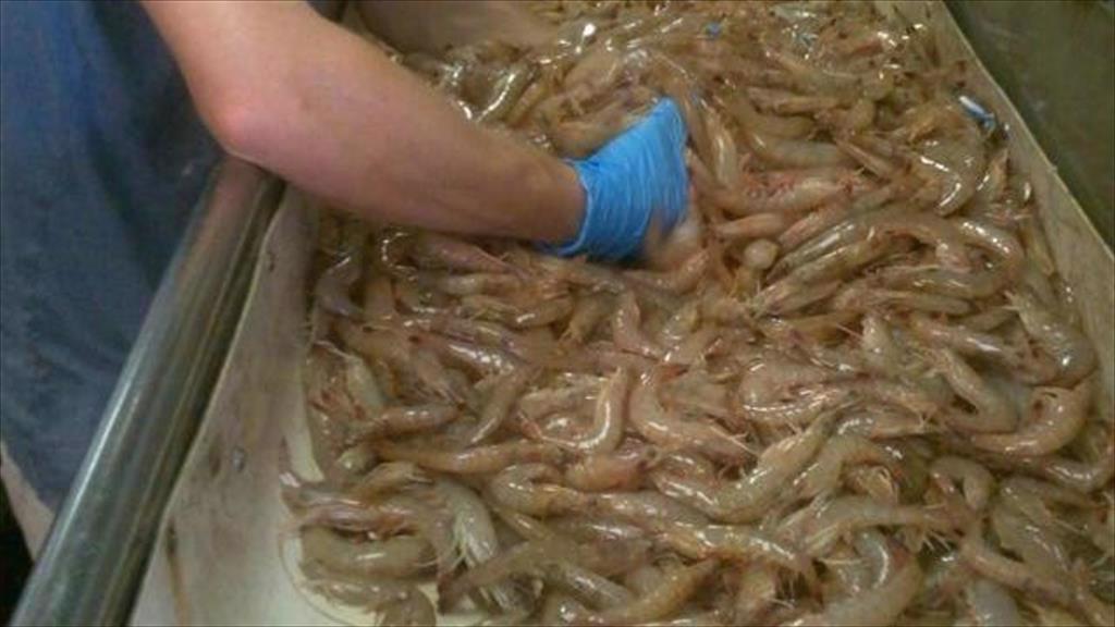 Tháng 7/2021: Nhập khẩu tôm của Mỹ tăng trong tháng thứ tám liên tiếp 