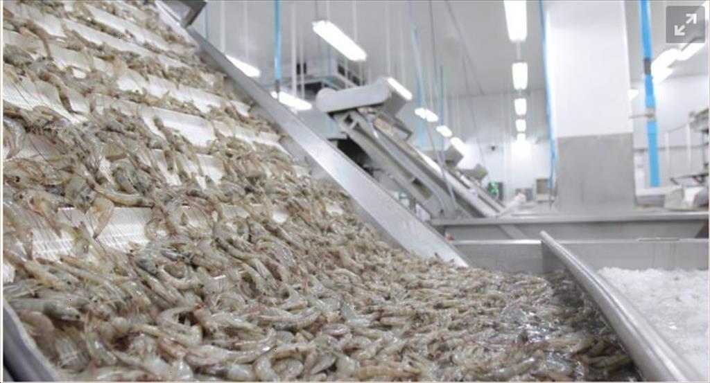 Thái Lan: Giá tôm nguyên liệu cỡ nhỏ giảm trong tuần 36