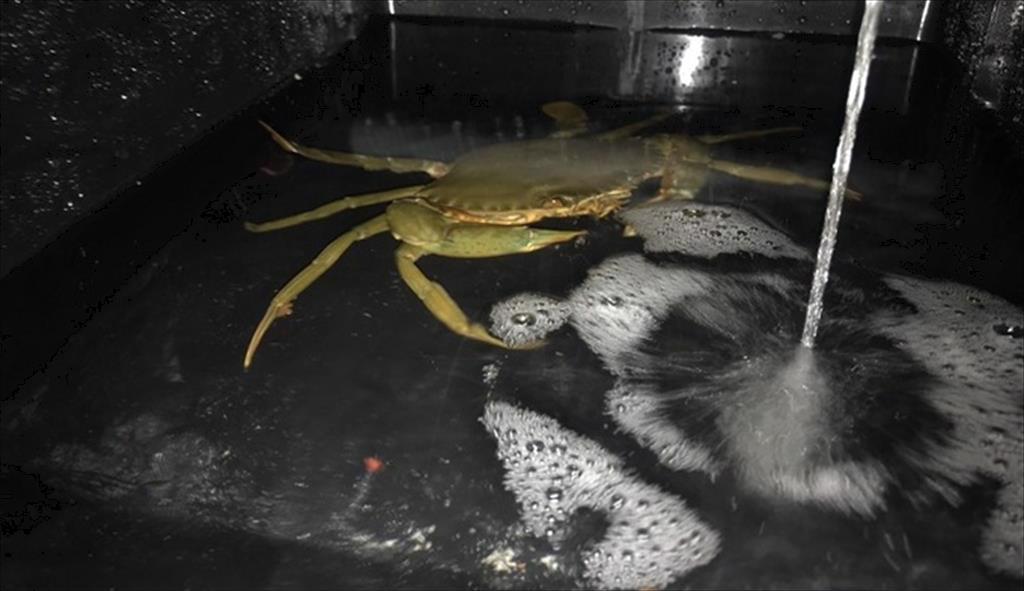 Nuôi cua biển trên cạn cho lợi nhuận tăng hơn 50%