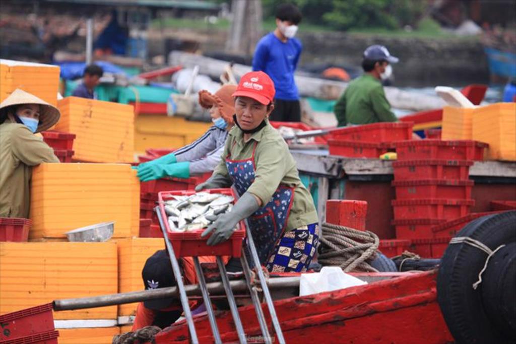 Nhịp sống nhộn nhịp ở cảng cá sau những ngày 
