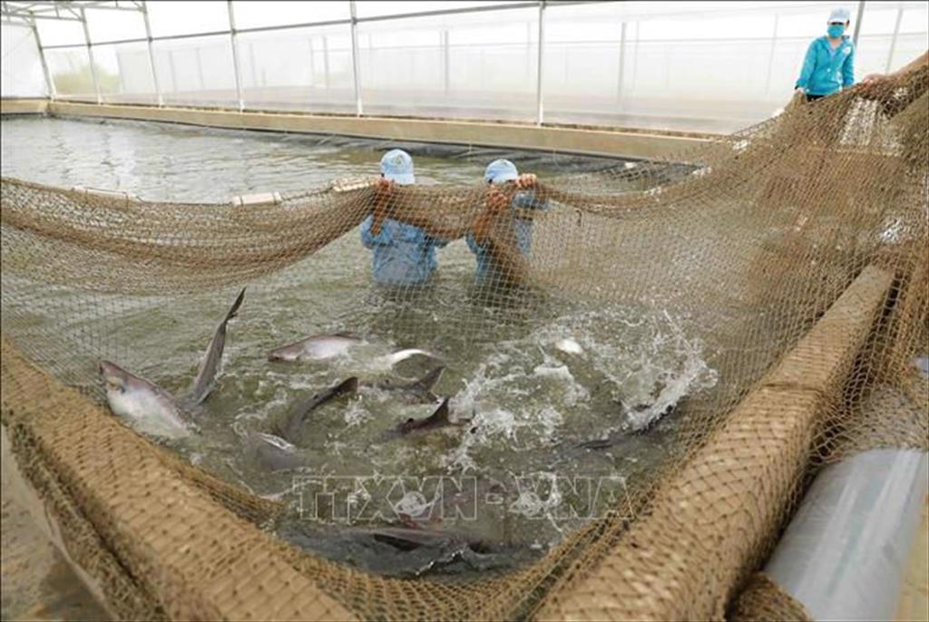 Gỡ khó cho cá tra quá lứa