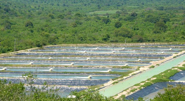 Ecuador: Giá tôm tăng do nhu cầu cao từ các thị trường 