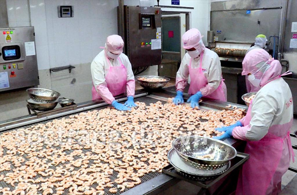 Ngành tôm Sóc Trăng nỗ lực phục hồi sau giãn cách