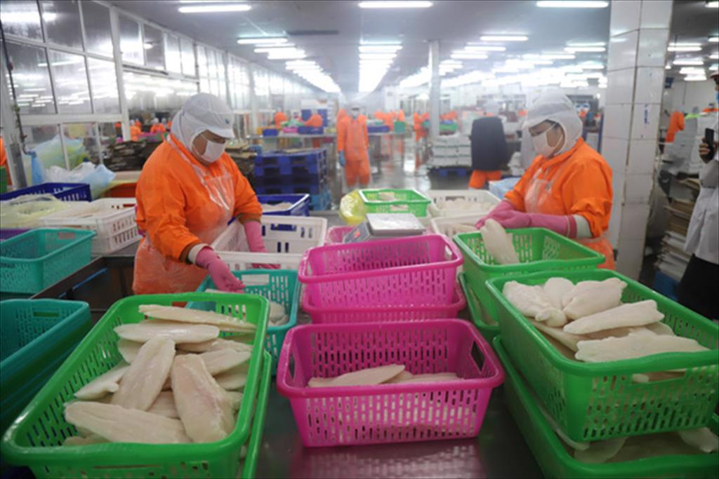 Bàn chuyện nuôi cá tra hậu giãn cách