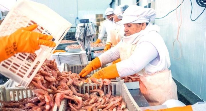 Thiếu container và nguyên liệu làm giảm xuất khẩu tôm Argentina sang EU