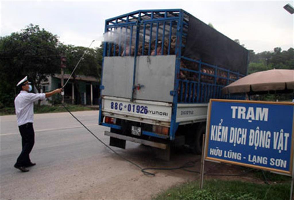 Thông tư 68/2021/TT-BTC: quy định mức thu phí, lệ phí thú y nhằm hỗ trợ khó khăn cho đối tượng chịu ảnh hưởng bởi dịch Covid-19