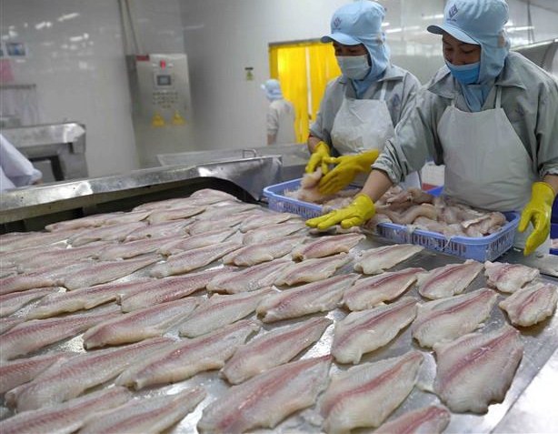 Infographic: Xuất khẩu cá tra Việt Nam 8 tháng đầu năm 2021