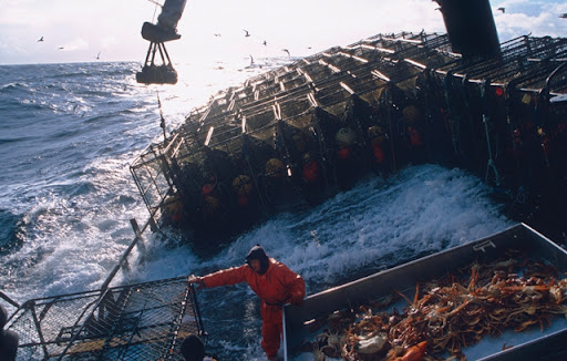 Sản lượng khai thác cua tuyết tại biển Bering dự kiến giảm năm 2022