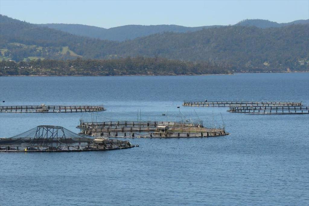 Nhật Bản đặt mục tiêu thúc đẩy xuất khẩu thủy sản nuôi trồng 