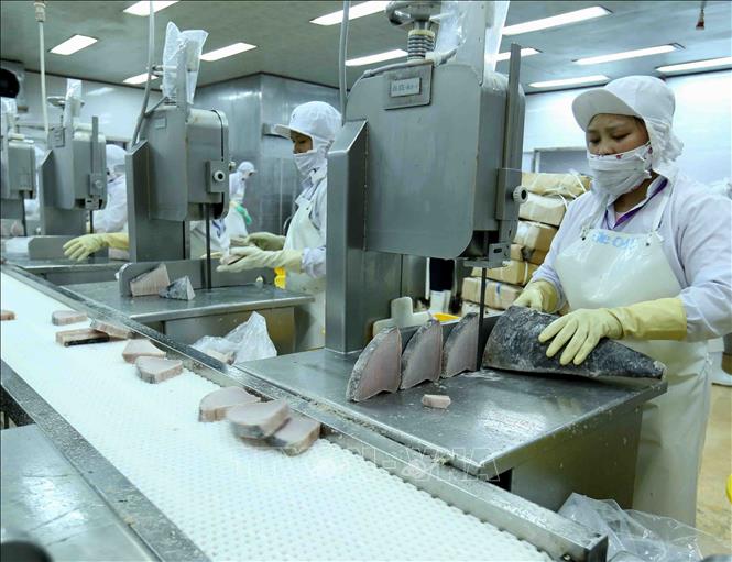 Xuất khẩu cá ngừ sang Mexico tăng 263%