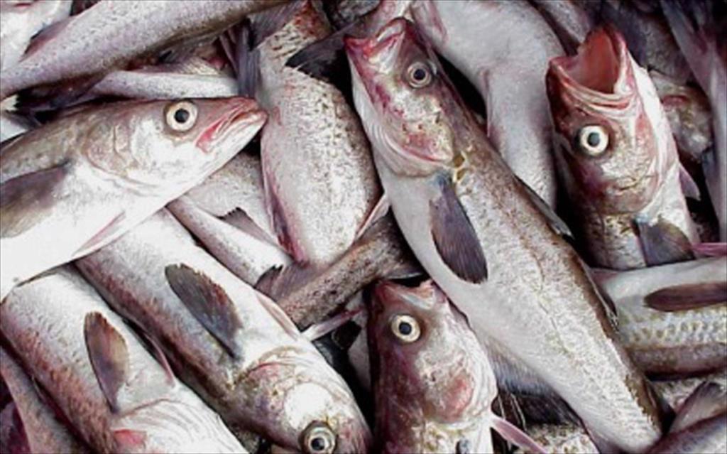 Nga: Đến 2025, sản xuất phi lê, block cá minh thái theo kịp Mỹ