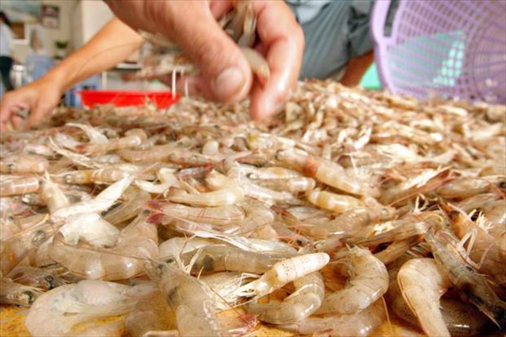 Thái Lan: Giá tôm nguyên liệu tăng nhẹ trong tuần 38