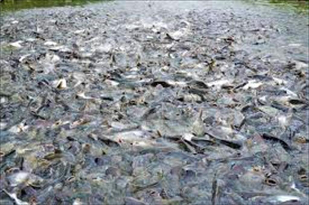 Việt Nam có thể thiếu cá tra xuất khẩu cho đến quý II/2022