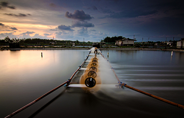 Indonesia: Giá tôm nguyên liệu tăng lên mức cao trong 2 năm
