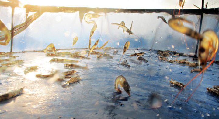 Ấn Độ: Nguồn cung thấp, giá tôm tiếp tục tăng 