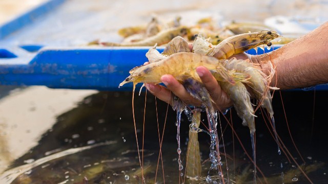 Ecuador: Giá cước vận tải tăng ảnh hưởng tới giá tôm 