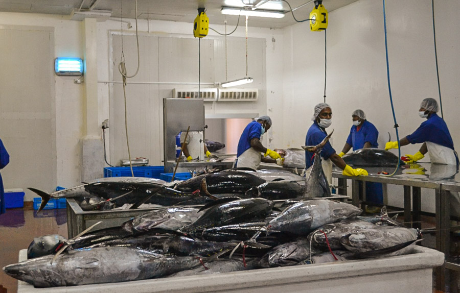 Nguồn cung từ WCPO cần thiết cho sự phát triển của ngành cá ngừ Ecuador