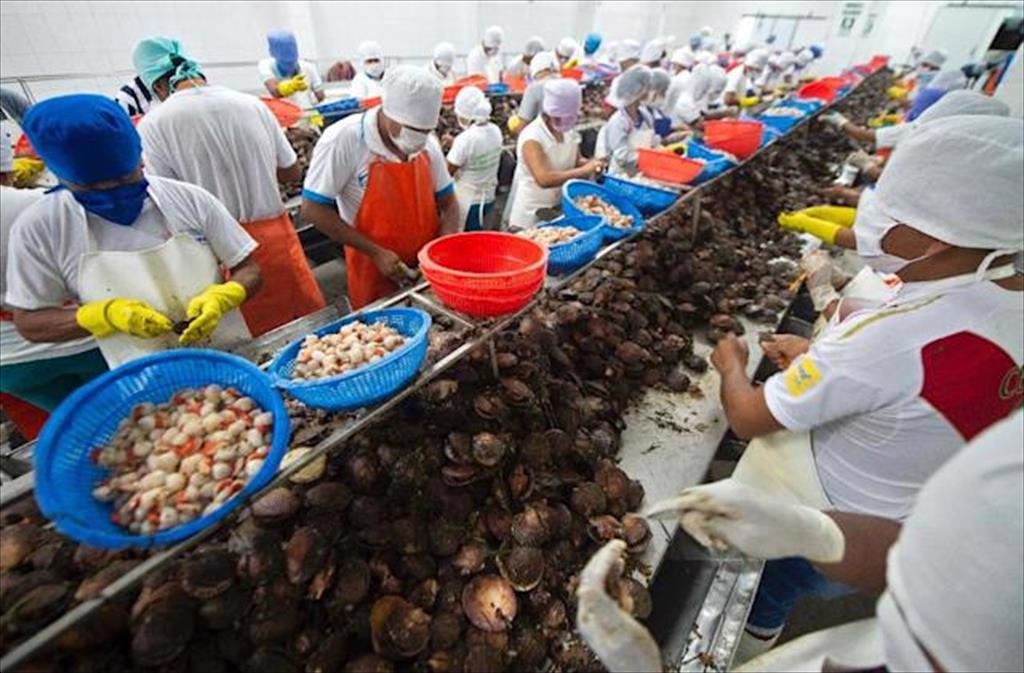 Mỹ: Nhập khẩu sò điệp tăng gấp đôi trong tháng 8/2021