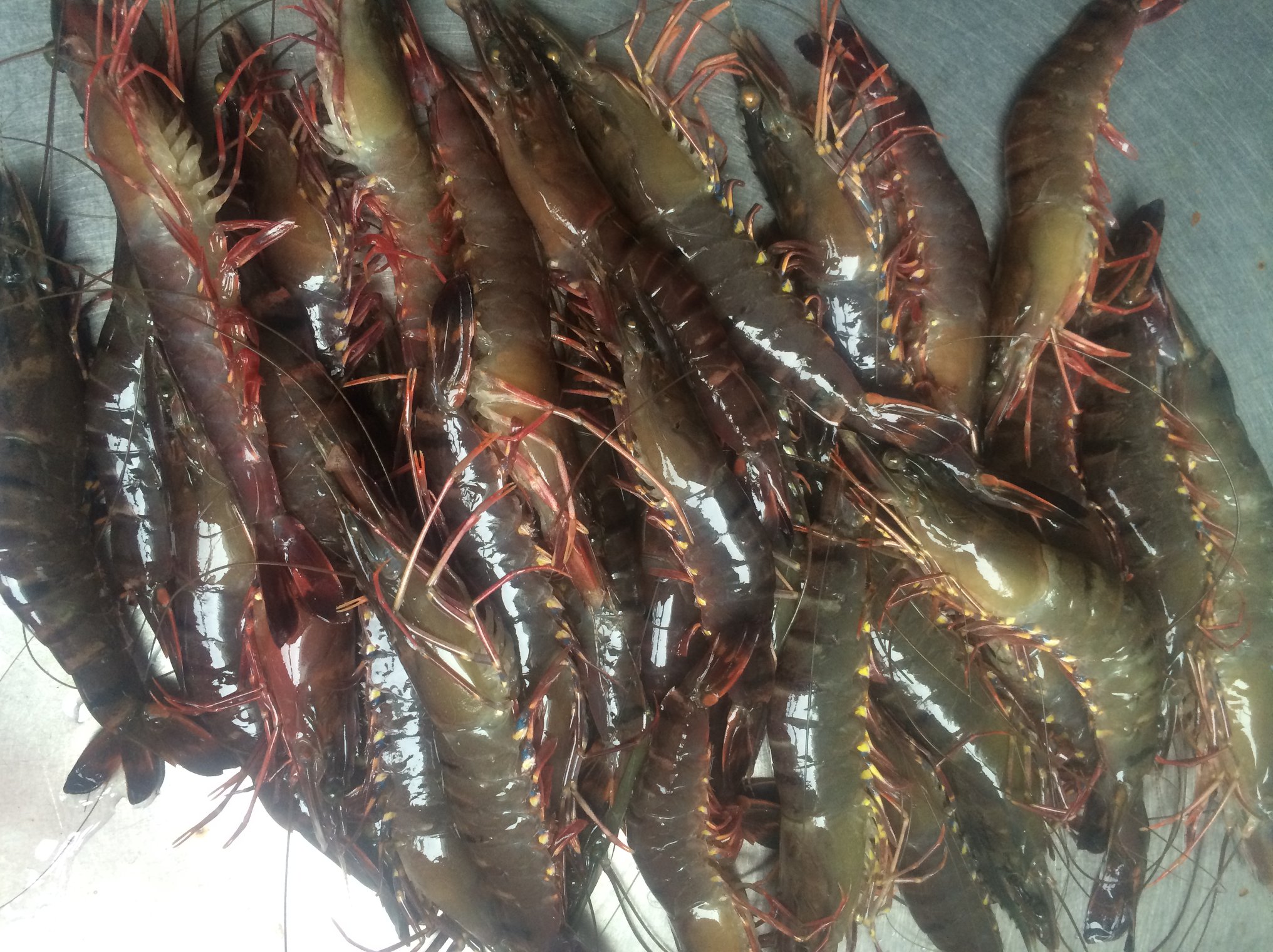 Tây Ban Nha: Nhập khẩu tôm sú từ Việt Nam tăng đột phá