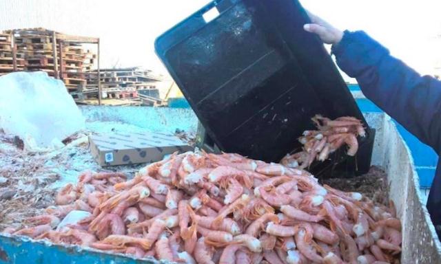 Argentina: Lượng cập cảng tôm đỏ tiếp tục tăng trong tháng 8