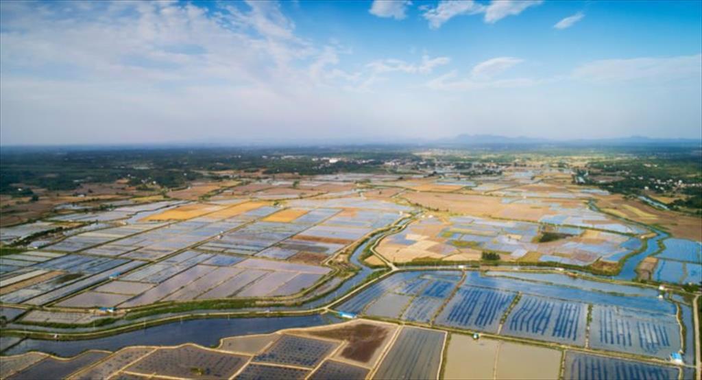 Trung Quốc: Giá tôm chân trắng tăng trong tháng 9/2021